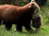 Красная панда Анджелина перетаскивает своих детенышей