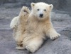 Забавные медвежата в Московском зоопарке