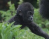 Первые шаги маленькой гориллы (13 фото + видео)