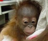 Детеныш орангутана из китайского зоопарка (фото + видео)