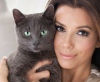 В новой рекламе кошачьей еды от Sheba снялась Ева Лонгория (+ видео)