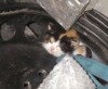 В Бирмингеме спасли застрявшего в колесе котенка