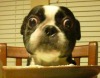 У пса Браски самые крупные собачьи глаза в мире