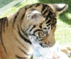 Два тигренка выбрали эмблему для сообщества зоопарка (7 фото)