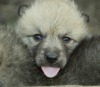 В зоопарке Вены родились арктические волчата (14 фото)