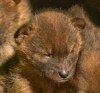 Детеныши красного волка из Миннесоты (3 фото)