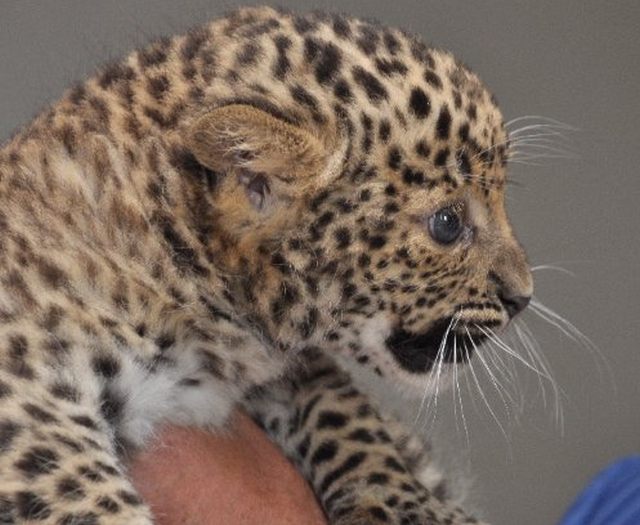 В ижевском зоопарке показали детеныша леопарда