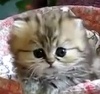 Минутка для умиления: милый маленький котенок