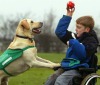 Собаки - помощники инвалидов
