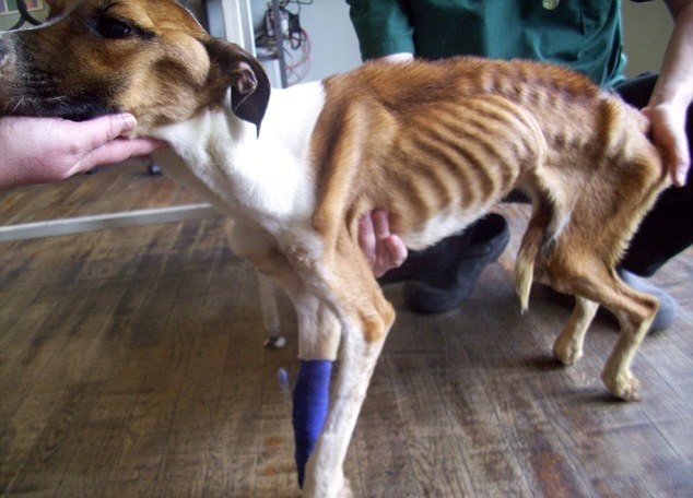 В Сомерсете выхаживают собаку, которую 2 месяца морили голодом