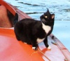 Кошка, которая любит кататься на каноэ (фото + видео)