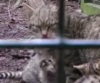 Дикие котята из Шотландии (3 видео)