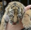 В Волгограде в передвижном зоопарке родились три амурских тигренка