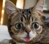 Кошка Little Bub новая звезда Facebook (фото + видео)