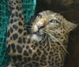 В Индии спасли упавшего в водный бак леопарда