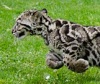 Дымчатые леопарды устроили для посетителей цирковое шоу (12 фото)