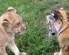 Львенок и тигренок играют вместе!