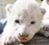 В немецком цирке родились шесть белых львят! (7 фото)