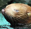 В немецком зоопарке родился морской котик-альбинос (6 фото)