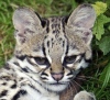 Тигровая кошка Чикита из французского зоопарка (5 фото)