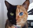 Удивительная двуликая кошка Венера