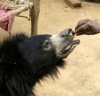 В индийской семье в качестве домашнего питомца жил медведь (7 фото)