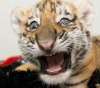 Тигрята из зоопарка Коламбуса (4 фото)