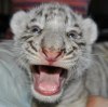 В зоопарке Южной Дакоты родились белые тигрята (15 фото)