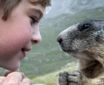 Мальчик подружился со стайкой альпийских сурков (9 фото)