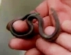 В США нашли невероятную двухголовую змею