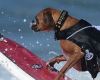 В Калифорнии прошел чемпионат по собачьему серфингу