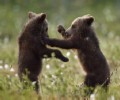 В Финляндии засняли играющих медвежат