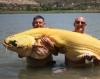 В Испании поймали самого большого сома - альбиноса