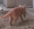 На улице в Китае найден розовый кот (+ видео)