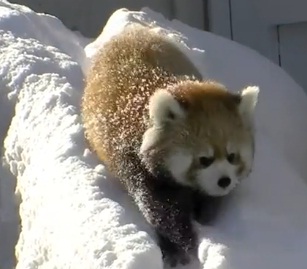 Красные панды играют в снегу