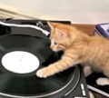 Реклама кормов Go-cat с тремя котятами-диджеями
