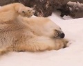 Белым медведям завезли снега