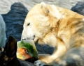 Медведям в пражском зоопарке понравилось ледяное лакомство