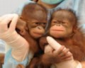 В Гонконге родились орангутаны - близнецы