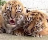 Четыре бенгальских тигренка родились в Мексике