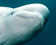 В Калифорнии живет говорящий кит-белуха