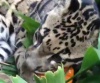 Дымчатый леопард играет с тыквами