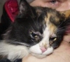 Спасение кошки Эльзы из вентиляции в Петрозаводске