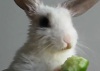 Кролик кушает огурец