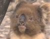 В Австралии из лесного пожара спасли коалу
