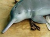 Китайцы хотят возродить вымершего речного дельфина
