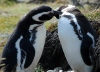 Пингвины хранят верность не менее 16 лет