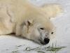 Белый медведь наслаждается снегом (+ видео)