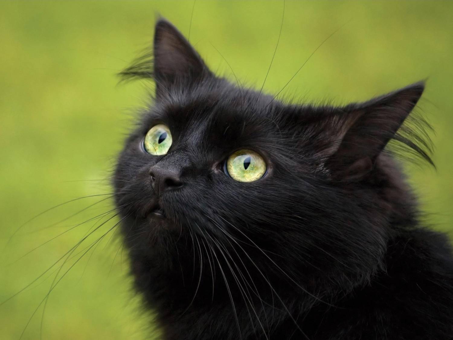 Фото Черных Котов С Зелеными Глазами