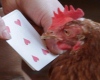 Курицу научили считать